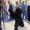 Cães da Guarda Municipal de Santos visitam a Santa Casa